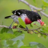 Rose-breasted Grosbeak feeding on a fruiting branch