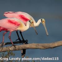 Roseate Spoonbills