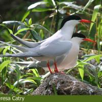 Roseate Tern