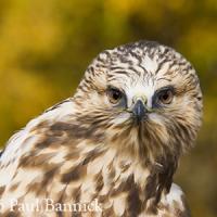 Rough-legged Hawk