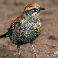 Rusty Blackbird