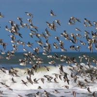 Sanderlings in flight