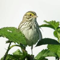 Savannah Sparrow