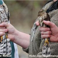 A side-by-side view of two Sharp-shinned hawks held by a white hand. The larger bird on the left is a female and the smaller bird on the right is a male.