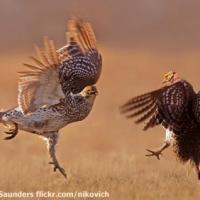 Sharp-tailed Grouse