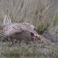 Sharp-tailed Grouse