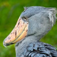 Shoebill