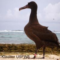 Short-tailed Albatross