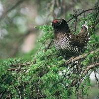 Siberian Grouse