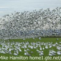 A Flock of Snow Geese