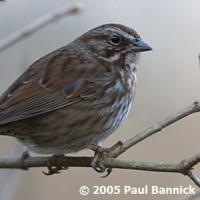 Song Sparrow