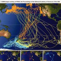 Sooty Shearwater Migrations