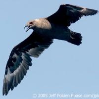 South Polar Skuas