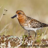 Spoon-billed Sandpipers on wetland