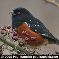 Spotted Towhee