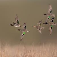 Green-winged Teal in flight