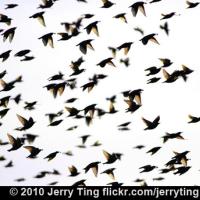 Starling Flock