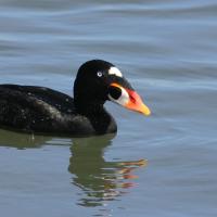 Surf Scoter