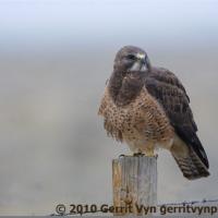 Swainson's Hawk