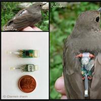 Swainson's Thrush Geolocator