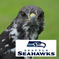 Taima, an Osprey, aka "Seahawk"