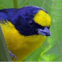 Thick-billed Euphonia