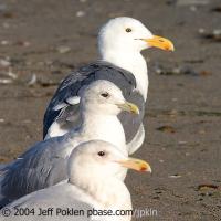 3 gull species: Western, Thayer's, Glaucous-wing Gulls (top to bottom)