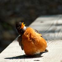 American Robin