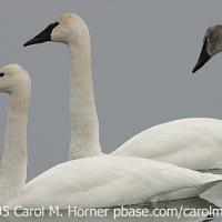 Trumpeter Swan
