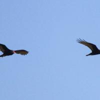 Turkey Vulture and Zone-tailed Hawk