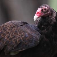 Turkey Vulture