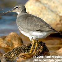 Wandering Tattler