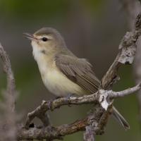 Warbling Vireo