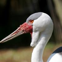 White long-necked bird with long sharp beak and a wattle of skin beneath its chin