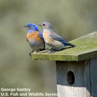 Western Bluebirds