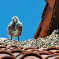 Western Gull chicks