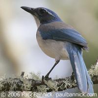 Scrub Jay