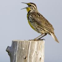 Singing Western Meadowlark