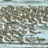 Western Sandpipers