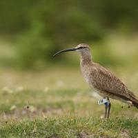 Whimbrel