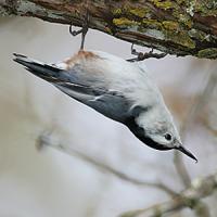 White-breasted Nuthatch