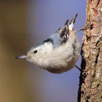 White-breasted Nuthatch