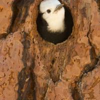 White-headed Woodpecker