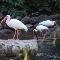 White Ibises in wet habitat