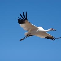 Whooping Crane in flight