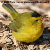 Wilson's Warbler