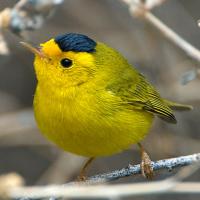 Wilson's Warbler