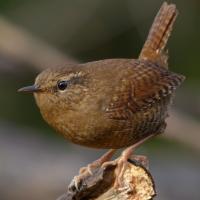 Winter Wren