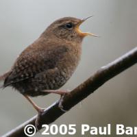 Winter Wren