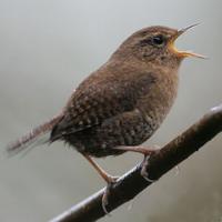 Winter Wren singing